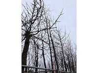 Zomereik - vormboom - afbeelding 4 van  4