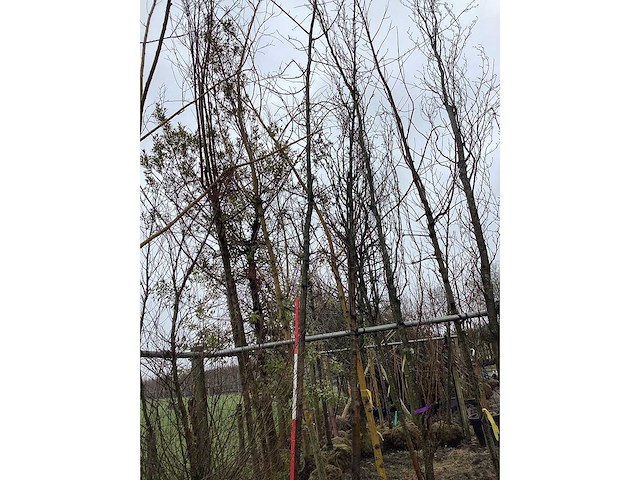 Zomereik - vormboom - afbeelding 2 van  3