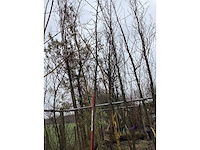 Zomereik - vormboom - afbeelding 2 van  3