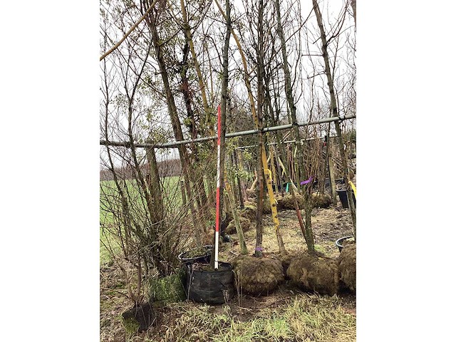 Zomereik - vormboom - afbeelding 3 van  3