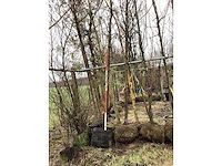 Zomereik - vormboom - afbeelding 3 van  3