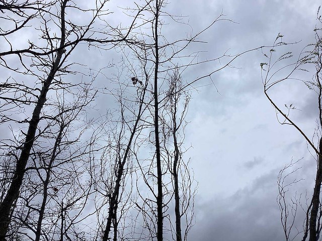 Zomereik - vormboom - afbeelding 1 van  2