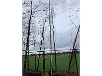 Zomereik - vormboom - afbeelding 2 van  2