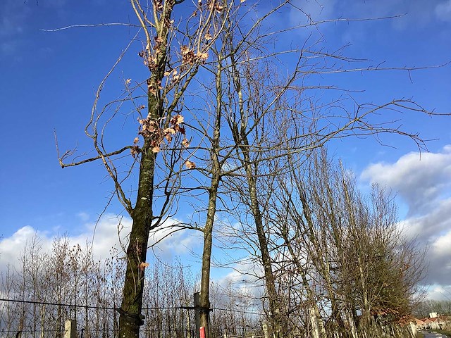 Zomereik - vormboom - afbeelding 1 van  2