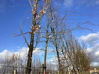 Zomereik - vormboom - afbeelding 1 van  2