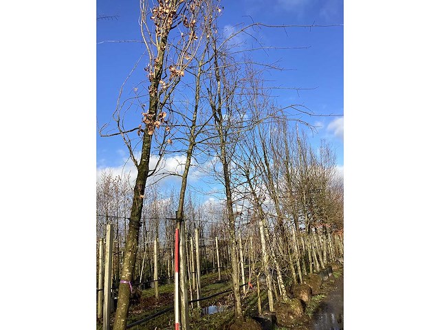 Zomereik - vormboom - afbeelding 2 van  2