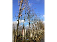 Zomereik - vormboom - afbeelding 2 van  2