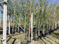 Zomerlinde - avenue tree - afbeelding 1 van  2