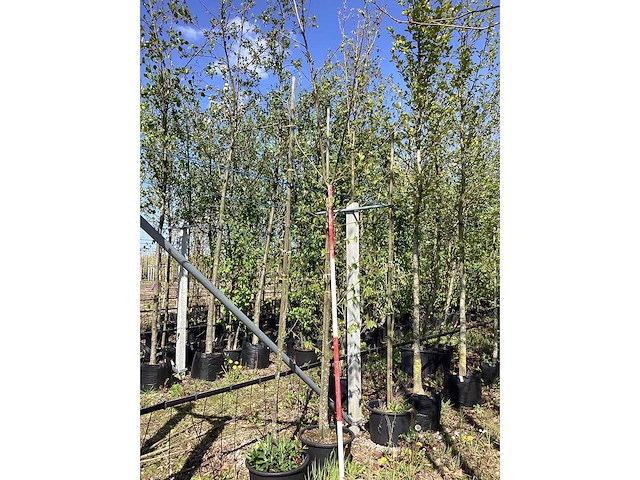 Zomerlinde - avenue tree - afbeelding 2 van  2