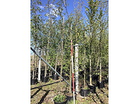 Zomerlinde - avenue tree - afbeelding 2 van  2