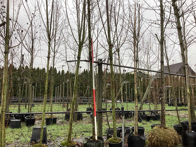 Zomerlinde - laanboom - afbeelding 1 van  3