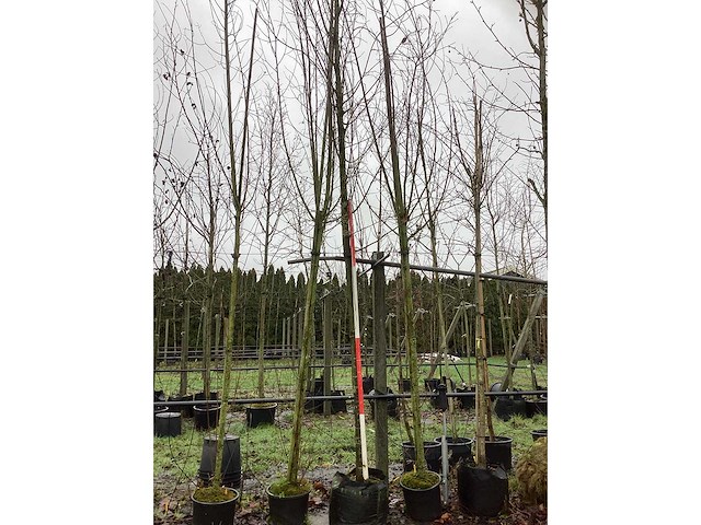 Zomerlinde - laanboom - afbeelding 2 van  3