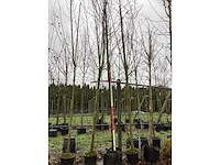 Zomerlinde - laanboom - afbeelding 2 van  3