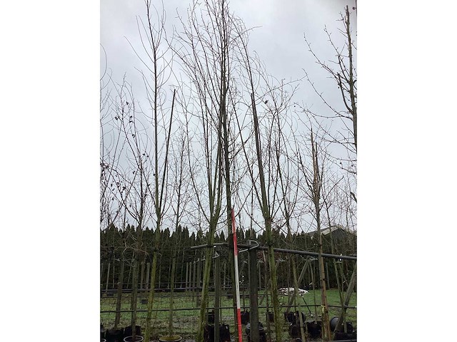 Zomerlinde - laanboom - afbeelding 3 van  3