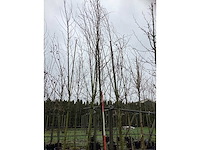 Zomerlinde - laanboom - afbeelding 3 van  3