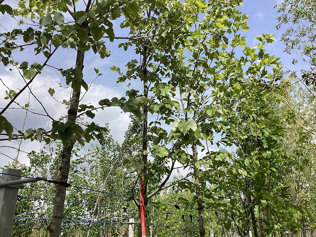 Zomerlinde - laanboom - afbeelding 1 van  3