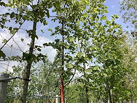 Zomerlinde - laanboom - afbeelding 1 van  3