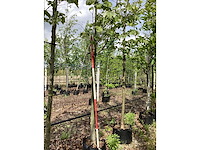 Zomerlinde - laanboom - afbeelding 2 van  3
