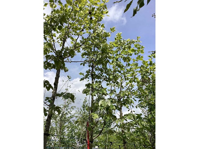 Zomerlinde - laanboom - afbeelding 3 van  3