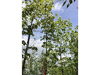 Zomerlinde - laanboom - afbeelding 3 van  3