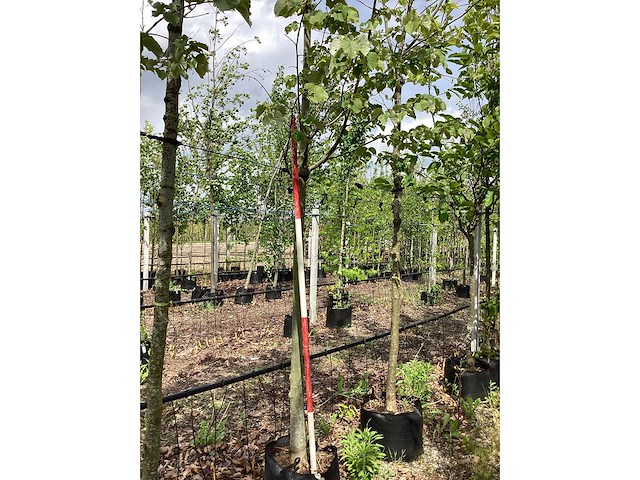 Zomerlinde - laanboom - afbeelding 2 van  3