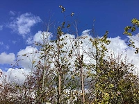 Zomerlinde - laanboom