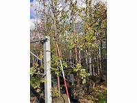 Zomerlinde - laanboom