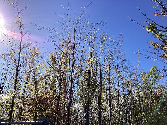 Zomerlinde - laanboom - afbeelding 1 van  2