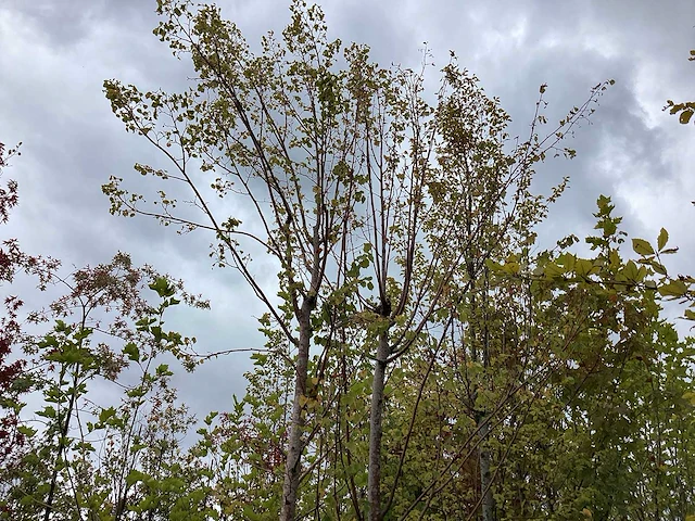 Zomerlinde - laanboom - afbeelding 1 van  2