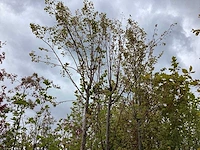 Zomerlinde - laanboom
