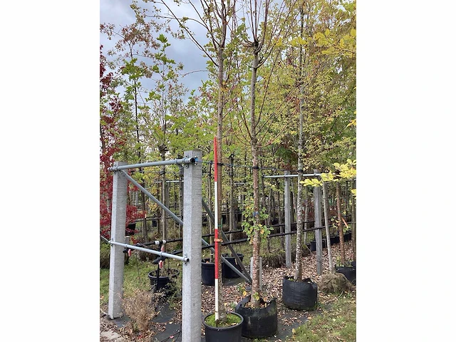 Zomerlinde - laanboom - afbeelding 2 van  2