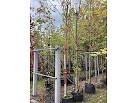 Zomerlinde - laanboom - afbeelding 2 van  2