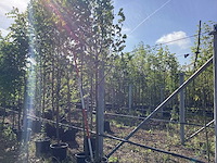 Zomerlinde - park tree (2x) - afbeelding 1 van  3