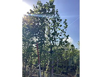 Zomerlinde - park tree (2x) - afbeelding 3 van  3