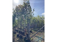 Zomerlinde - park tree (2x) - afbeelding 2 van  3