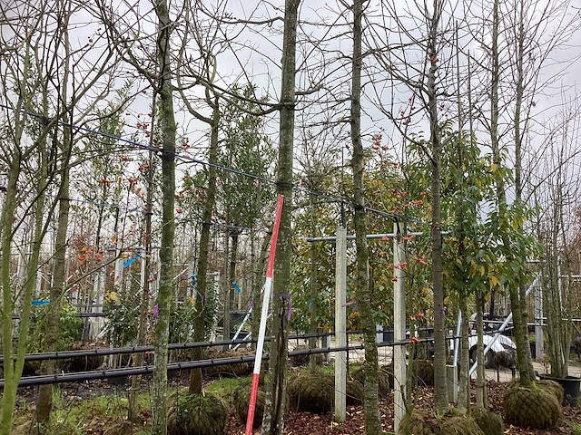 Zomerlinde - parkboom - afbeelding 1 van  3