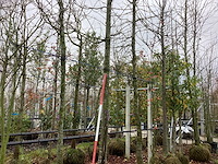 Zomerlinde - parkboom - afbeelding 1 van  3