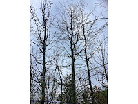 Zomerlinde - parkboom - afbeelding 2 van  3