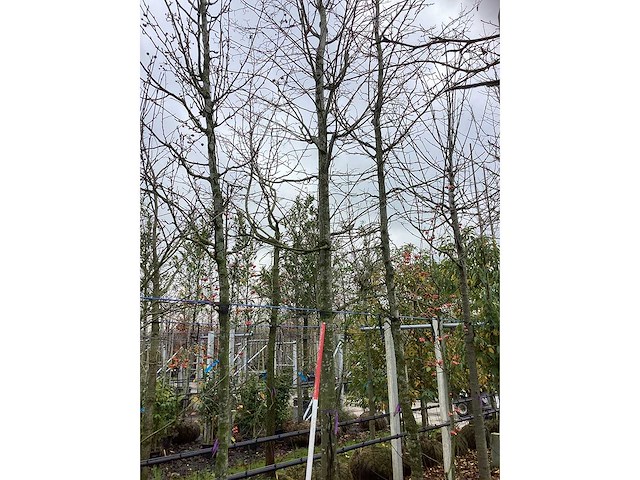 Zomerlinde - parkboom - afbeelding 3 van  3