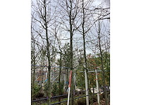Zomerlinde - parkboom - afbeelding 3 van  3