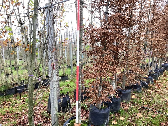 Zomerlinde - parkboom - afbeelding 1 van  3