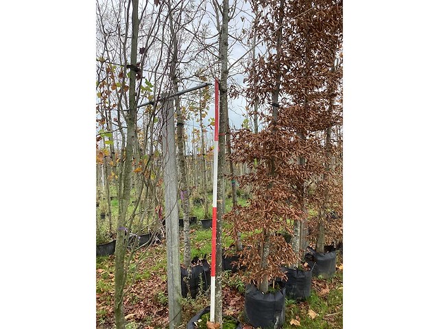 Zomerlinde - parkboom - afbeelding 2 van  3