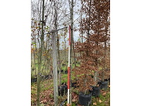 Zomerlinde - parkboom - afbeelding 2 van  3