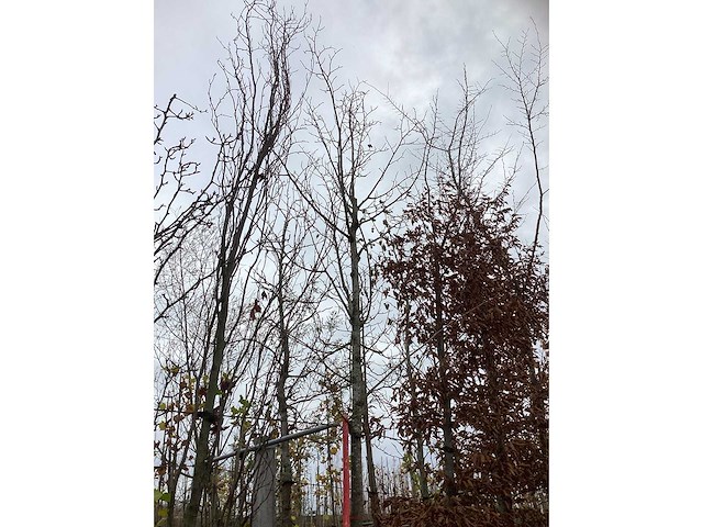 Zomerlinde - parkboom - afbeelding 3 van  3