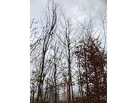 Zomerlinde - parkboom - afbeelding 3 van  3