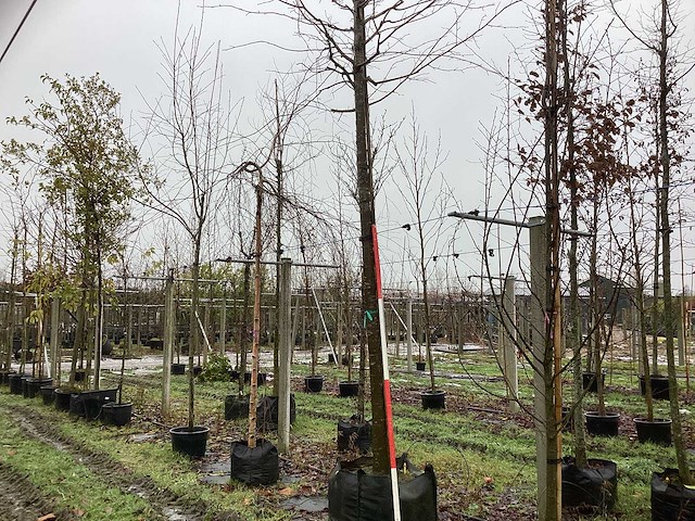 Zomerlinde - parkboom - afbeelding 1 van  3