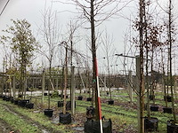 Zomerlinde - parkboom - afbeelding 1 van  3