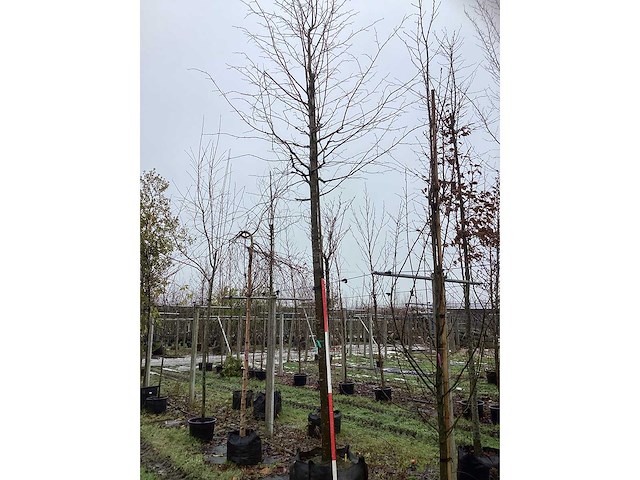 Zomerlinde - parkboom - afbeelding 2 van  3