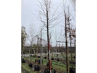 Zomerlinde - parkboom - afbeelding 2 van  3