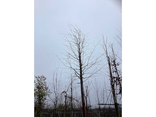 Zomerlinde - parkboom - afbeelding 3 van  3